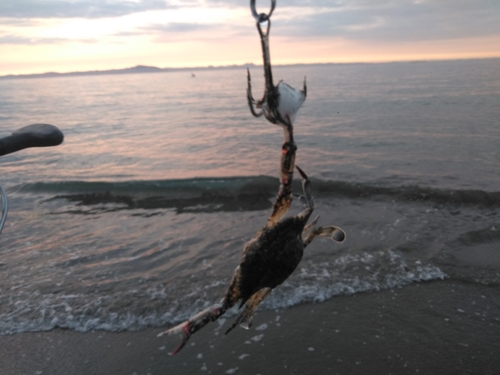 カニの釣果