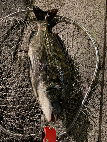 クロダイの釣果