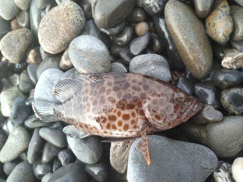 オオモンハタの釣果