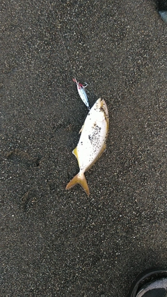 ショゴの釣果