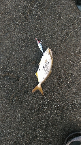 ショゴの釣果