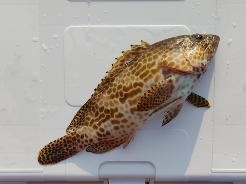 オオモンハタの釣果