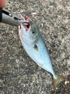 ツバスの釣果