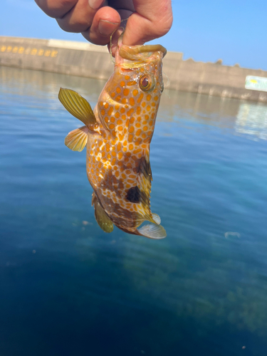 キジハタの釣果