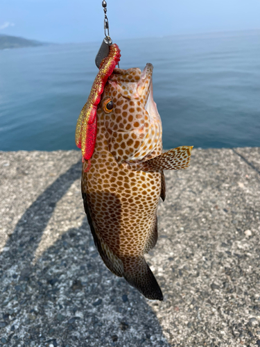 オオモンハタの釣果