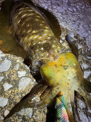 アオリイカの釣果