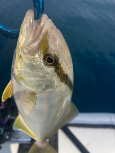 ネリゴの釣果