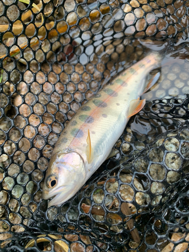 ヤマメの釣果