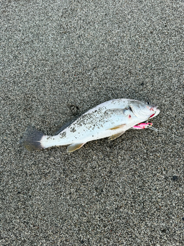 ニベの釣果