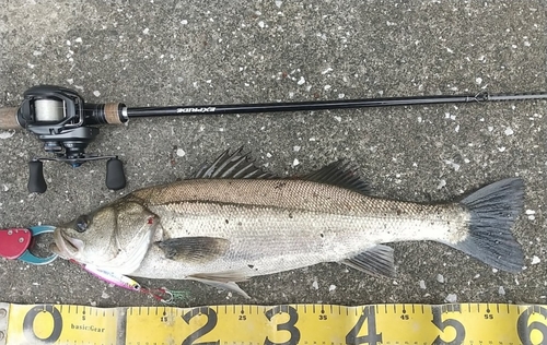 シーバスの釣果