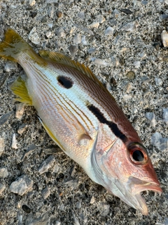 ヨコスジフエダイの釣果