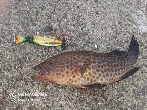 オオモンハタの釣果