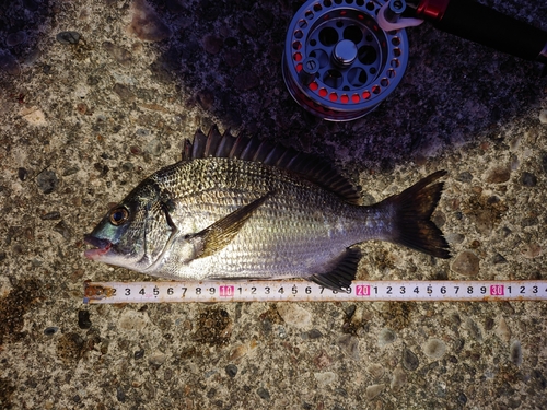 クロダイの釣果