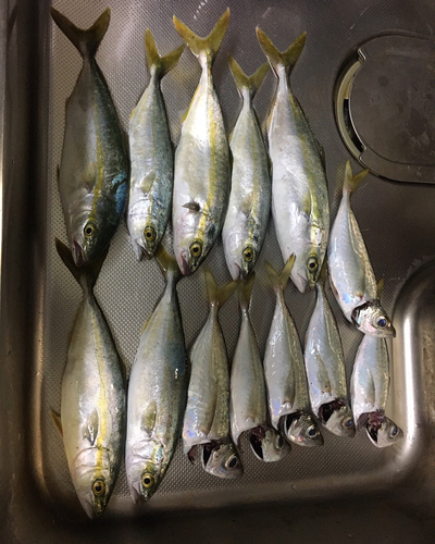 ワカナゴの釣果