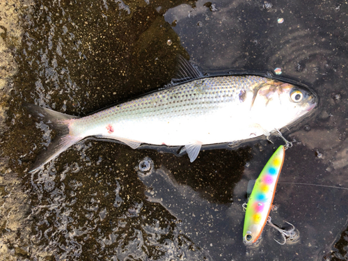 コノシロの釣果