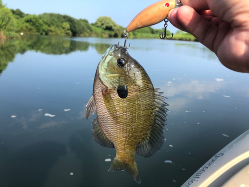 ブルーギルの釣果