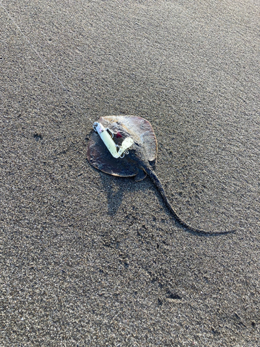 アカエイの釣果