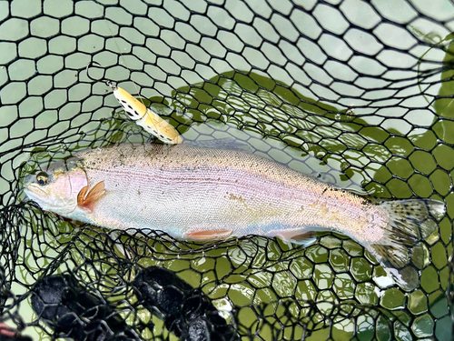 ニジマスの釣果