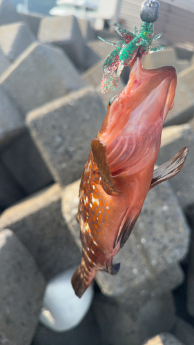 アコウの釣果