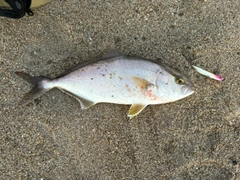 ショゴの釣果