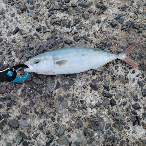 ツバスの釣果