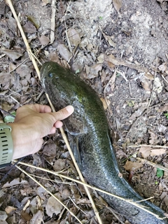 ライギョの釣果