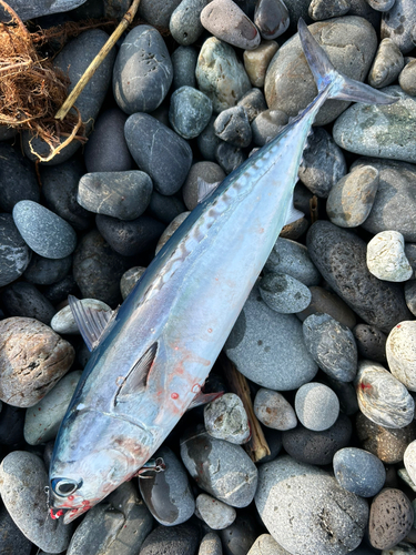 ソウダガツオの釣果