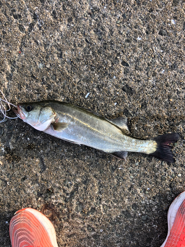 スズキの釣果