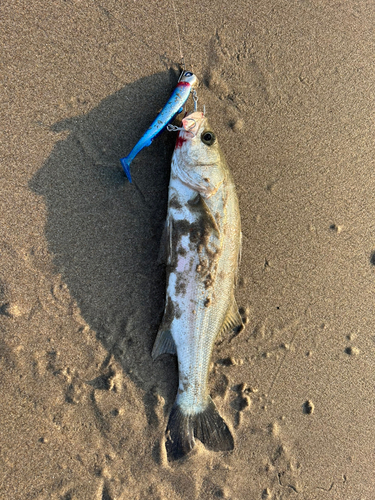 セイゴ（マルスズキ）の釣果