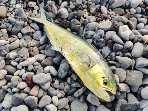 シイラの釣果