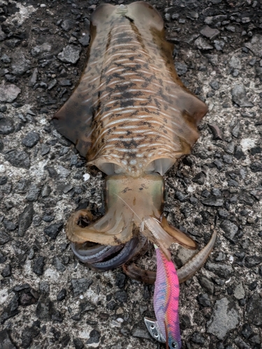 アオリイカの釣果