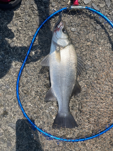 セイゴ（ヒラスズキ）の釣果