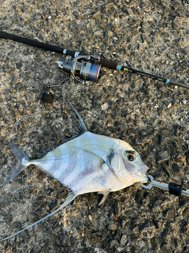 イトヒキアジの釣果