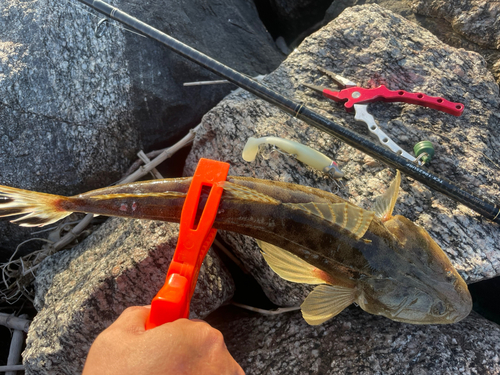 マゴチの釣果