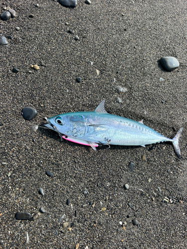 釣果