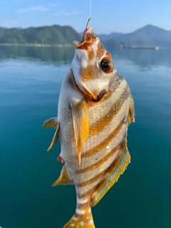 タカノハの釣果