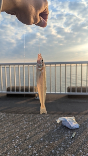 シロギスの釣果