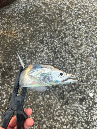 タチウオの釣果