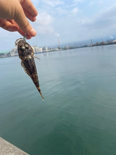 マゴチの釣果