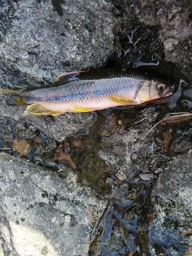 カワムツの釣果