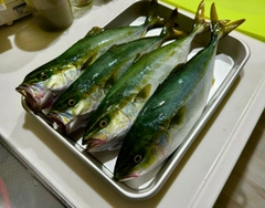 ワカシの釣果