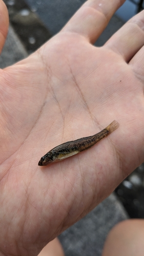 ハゼの釣果