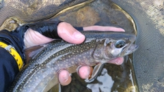 アユの釣果