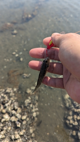 ハゼの釣果