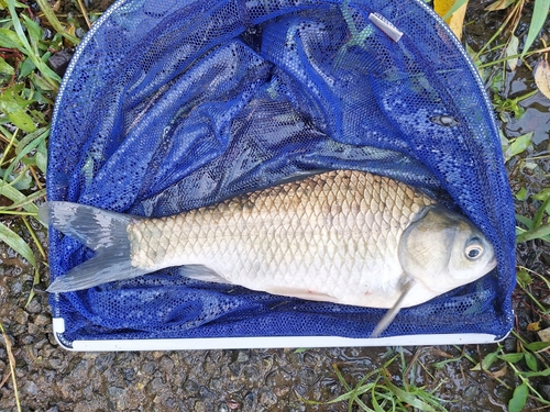 ヘラブナの釣果