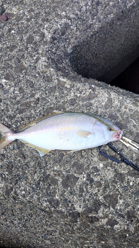 ショゴの釣果