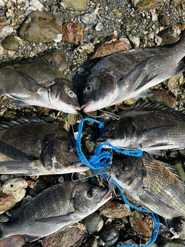 クロダイの釣果