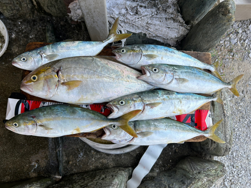 ショゴの釣果