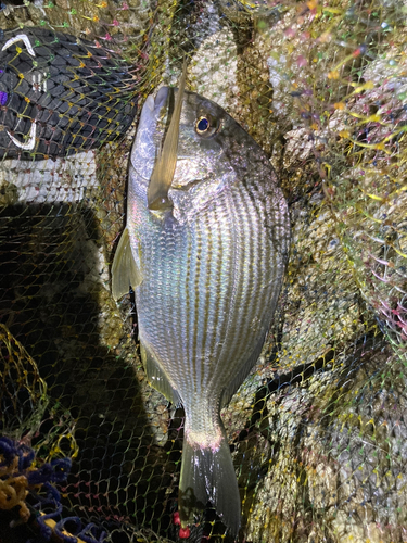 ヘダイの釣果