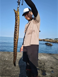 ウツボの釣果